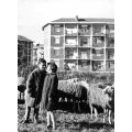 Ragazzi e pecore alle Case Rosse, Villaggio di Santa Caterina, Torino, 1956